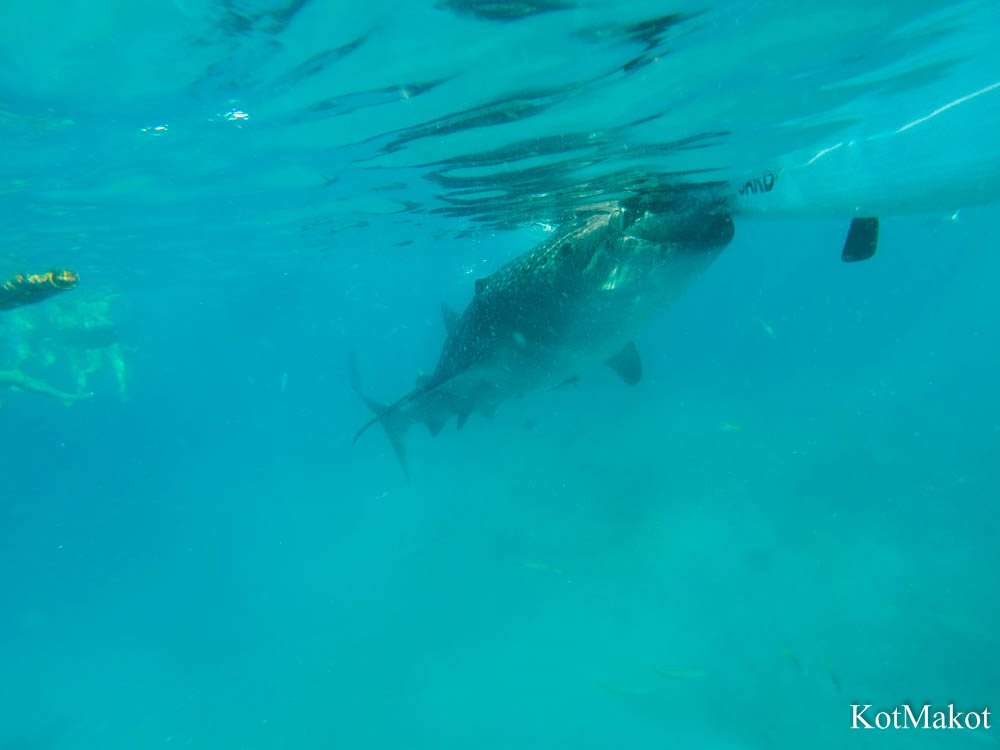 Плаваем с Китовой Акулой в Ослобе, Филиппины, 2015 год