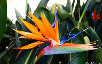 dalat kanatnaya doroga