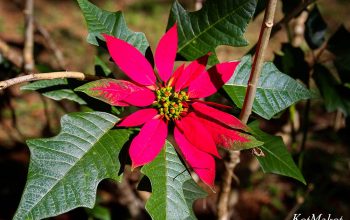 dalat kanatnaya doroga