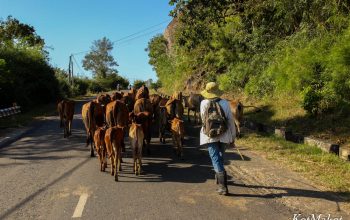 Колорит Вьетнама- вьетнамская деревня