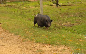 ему в деревне живется луче всех, по видимому.