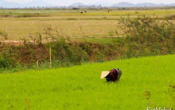 Колорит Вьетнама- вьетнамская деревня