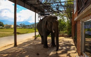 Покататься на слонах в Даклаке