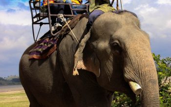 Покататься на слонах в Даклаке-3