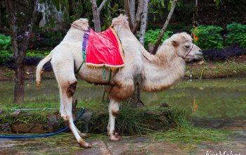 водопад пренн