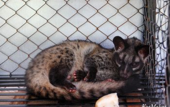водопад пренн Лювак