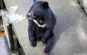 Водопад Янг Бей