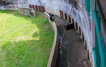 Водопад Янг Бей