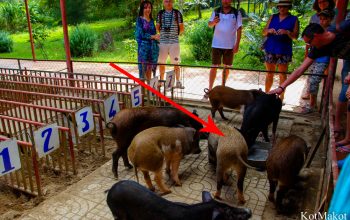 Водопад Янг Бей