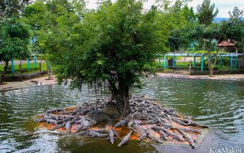 Водопад Янг Бей