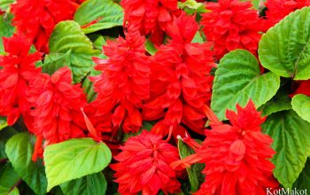 Далат, Парк Цветов, Новый год 2015