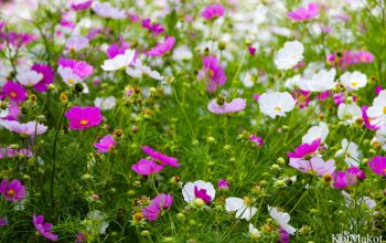 Далат, Парк Цветов, Новый год 2015