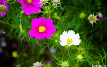 Далат, Парк Цветов, Новый год 2015