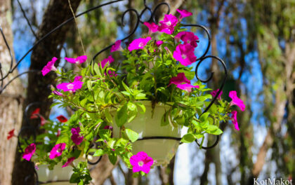 Далат, Парк Цветов, Новый год 2015