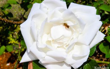 Далат, Парк Цветов, Новый год 2015