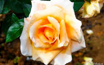 Далат, Парк Цветов, Новый год 2015