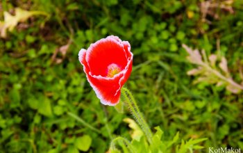 Далат, Парк Цветов, Новый год 2015