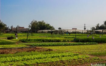 Прожить день как вьетнамец в Хойане