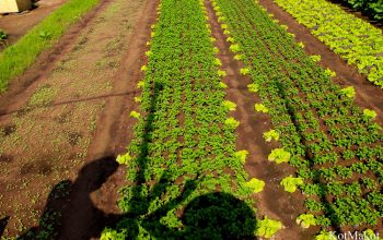 Прожить день как вьетнамец в Хойане