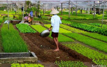 Прожить день как вьетнамец в Хойане
