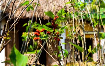 Шелковая фабрика в Хойане