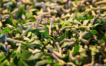 Шелковая фабрика в Хойане