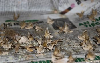 Шелковая фабрика в Хойане