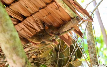 Долгопяты на Бохоле