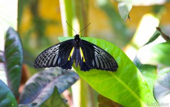 Сад бабочек, Бохоль