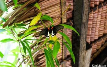 Сад бабочек, Бохоль