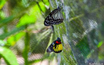 Сад бабочек, Бохоль