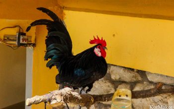 Сапа, Вьетнам