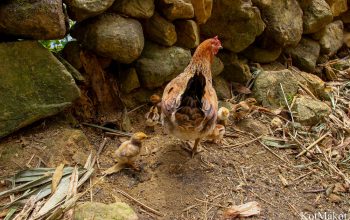 Сапа, Вьетнам