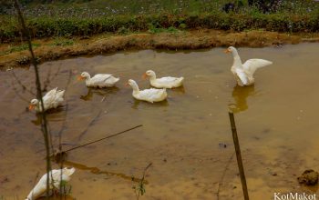 Сапа, Вьетнам