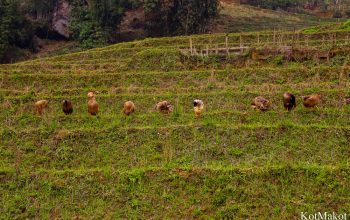 Сапа, Вьетнам