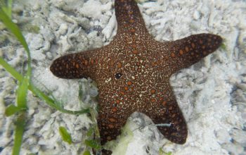 Подводный мир Панглао, Филиппины