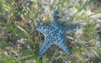 Подводный мир Панглао, Филиппины