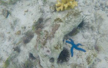 Подводный мир Панглао, Филиппины