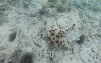 Подводный мир Панглао, Филиппины