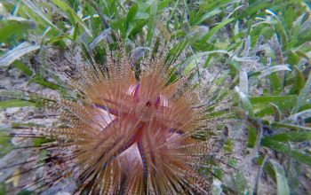 Подводный мир Панглао, Филиппины