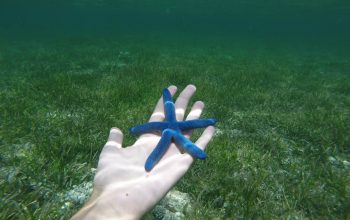 Подводный мир Панглао, Филиппины