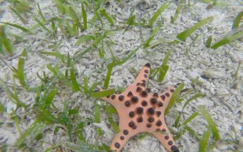 Подводный мир Панглао, Филиппины