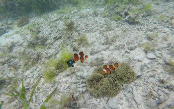 Подводный мир Панглао, Филиппины