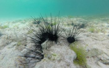 Подводный мир Панглао, Филиппины