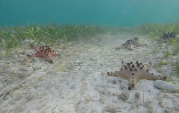 Подводный мир Панглао, Филиппины