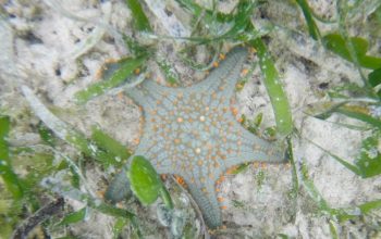 Подводный мир Панглао, Филиппины