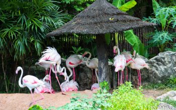 Зоопарк в Паттайе, Таиланд, 2014 год