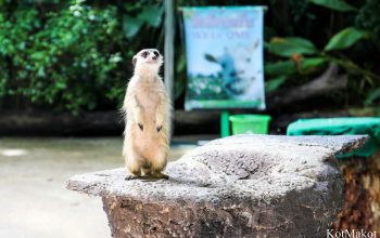 Зоопарк в Паттайе, Таиланд, 2014 год