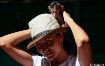 Зоопарк в Паттайе, Таиланд, 2014 год