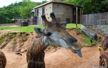 Зоопарк в Паттайе, Таиланд, 2014 год